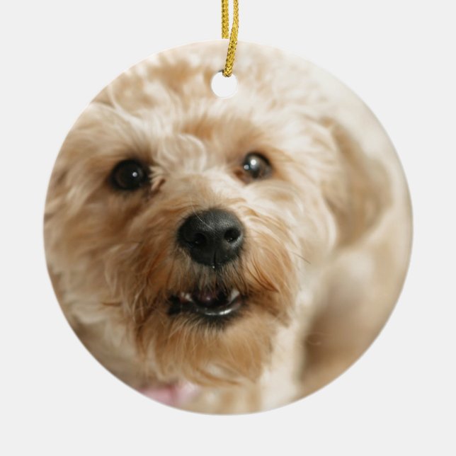 Little Awesome Abby the Yorkie Poo Ceramic Ornament (Front)