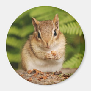 little baby chipmunk magnet