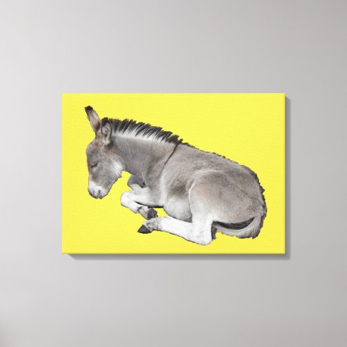 Little baby donkey foal sleeping canvas print