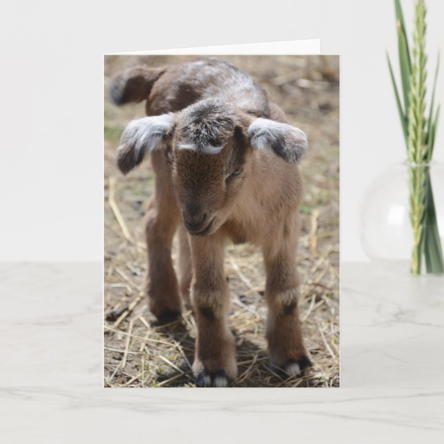 Little Baby Goat Card (Front)