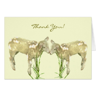 Little Baby Lambs on Yellow Thank You Card