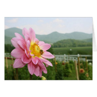 Little Bee Big World Cards