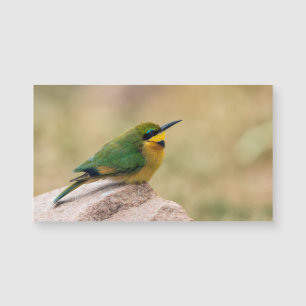 Little Bee-Eater