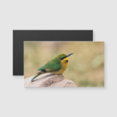 Little Bee-Eater (Front/Back)
