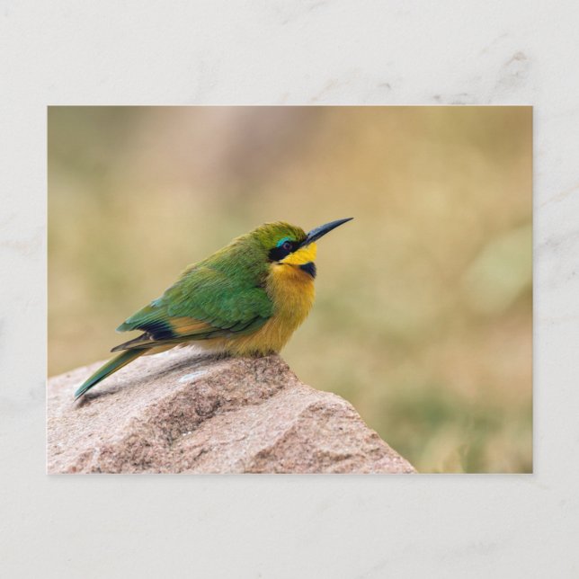 Little Bee-Eater Postcard (Front)
