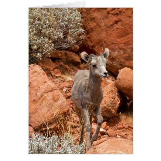 Little Big Horn Cards (Front)