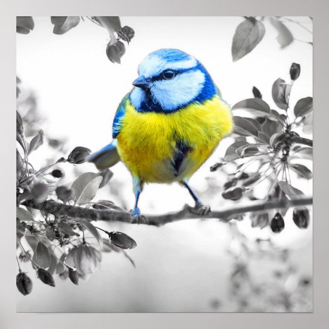 Little Bird Black And White Picture Poster (Front)