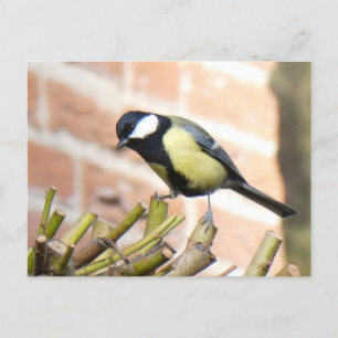 Little Bird on Top Close Up DIY Postcard