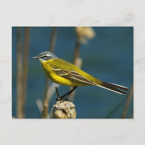 Little Bird PhotoYellow Wagtail Holiday Postcard