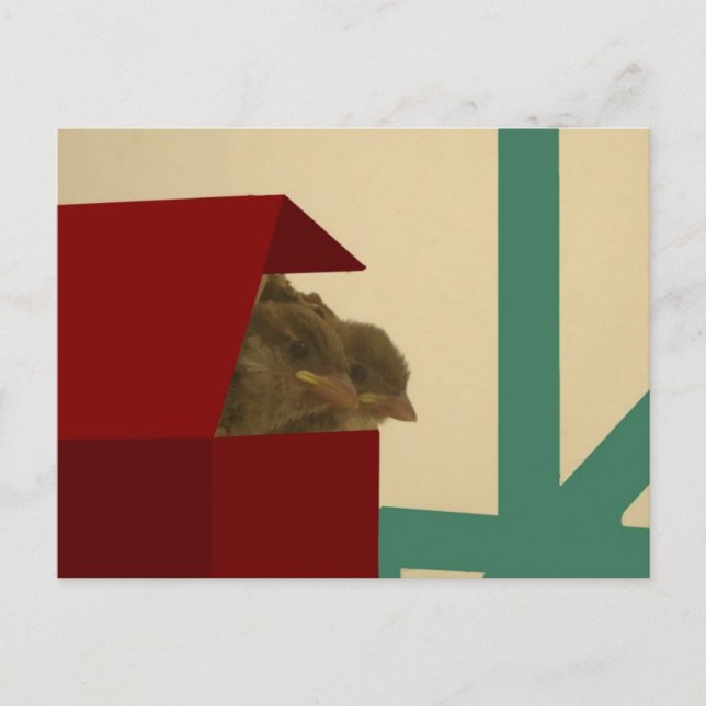 Little birds postcard (Front)