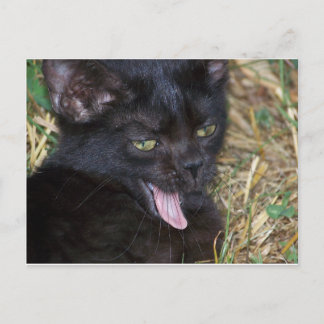 Little Bitt Postcard