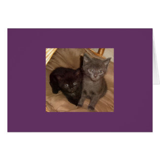 Little Black and Little Gray Cards