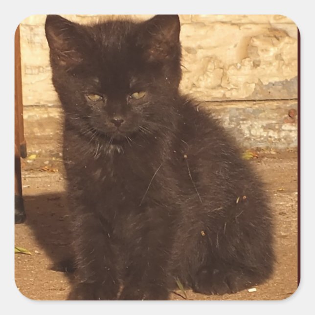 Little Black Kitten Stickers (Front)
