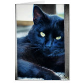 Little Black Kitty (Front)