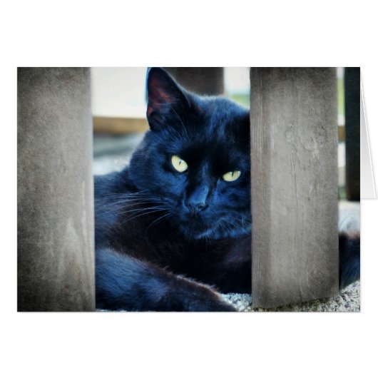 Little Black Kitty Cards (Front Horizontal)