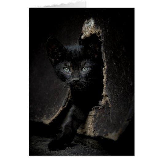 Little Black Kitty Cards (Front)