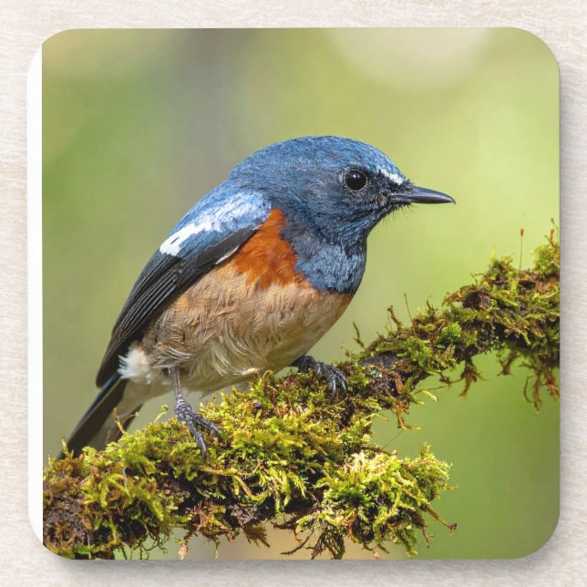Little blue bird beverage coaster (Front)