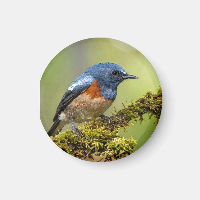 Little blue bird magnet (Front)