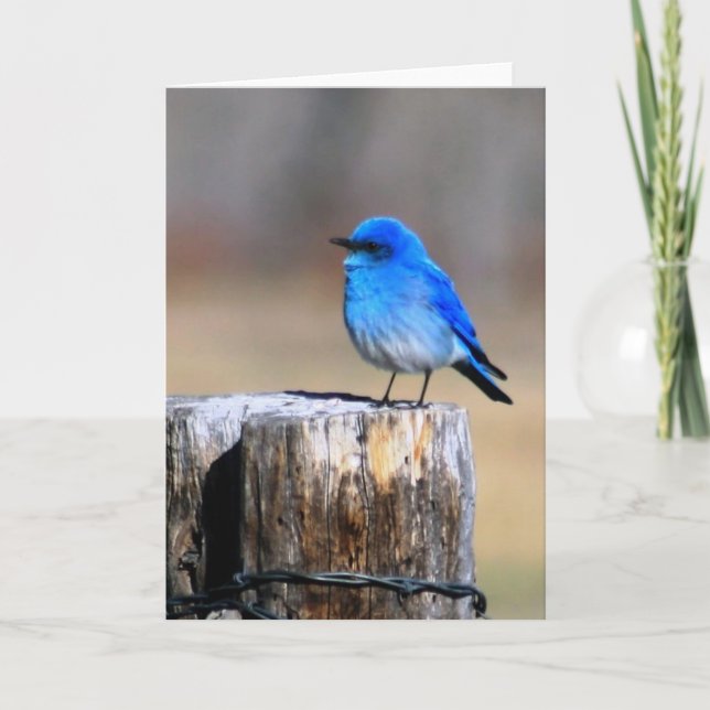 Little Blue Bird of Happiness greeting card (Front)