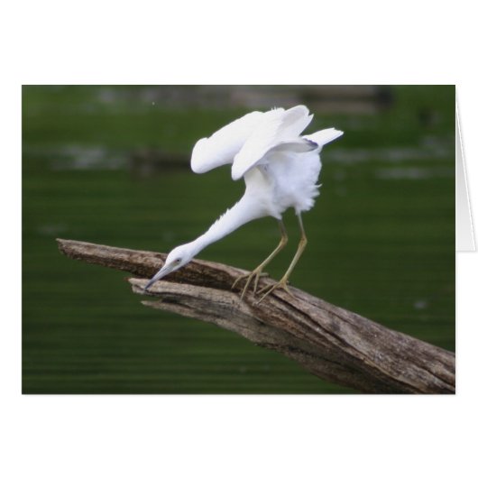 Little Blue Heron Cards (Front Horizontal)