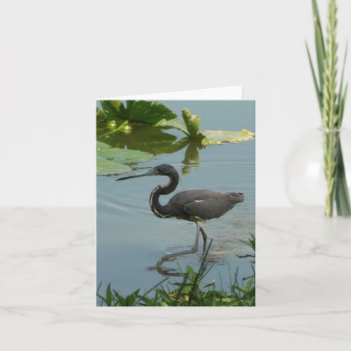 Little Blue Heron Photo Folded Note Card