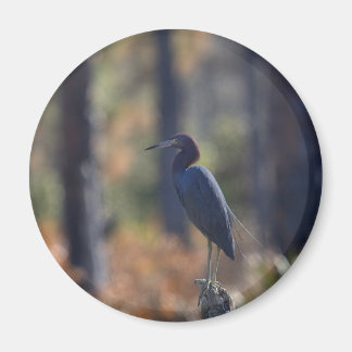 Little Blue Heron photo magnet