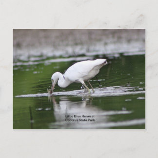 Little Blue Heron Postcard