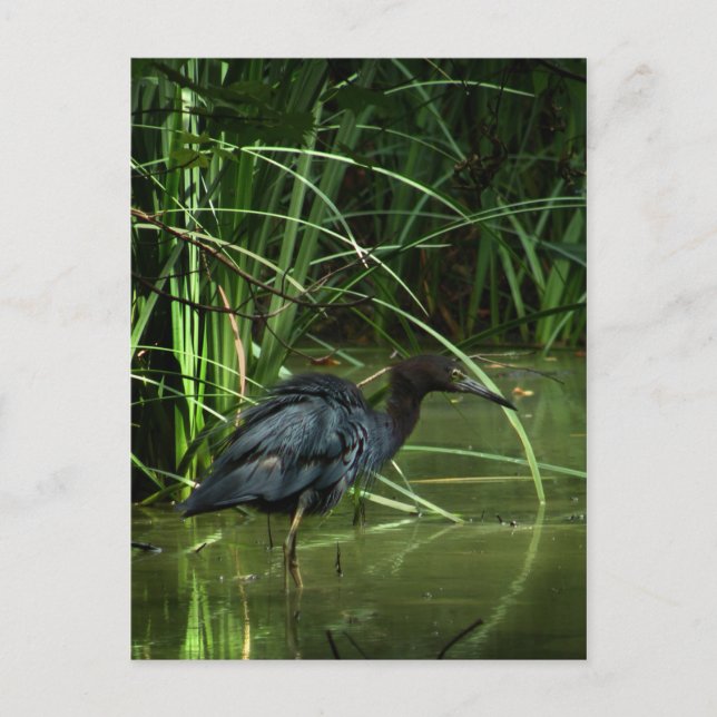 Little Blue Heron Postcard (Front)
