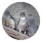Little Blue Penguins