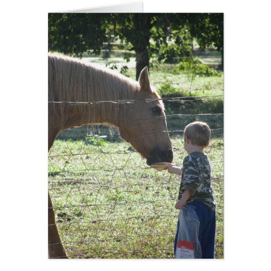Little Boy Feeding Horse Cards (Front)