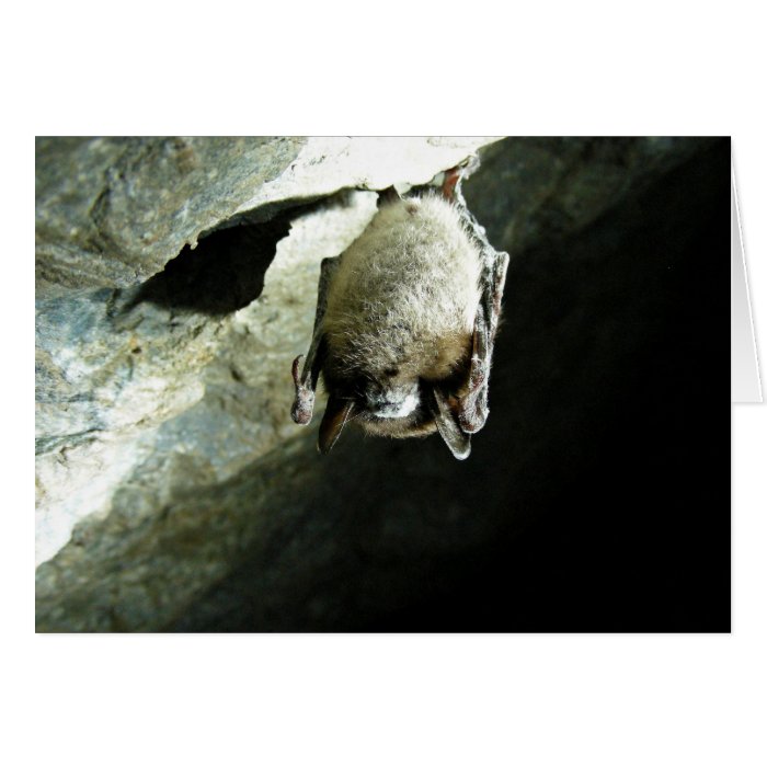 Little brown bat affected by White nose syndrome Greeting Cards