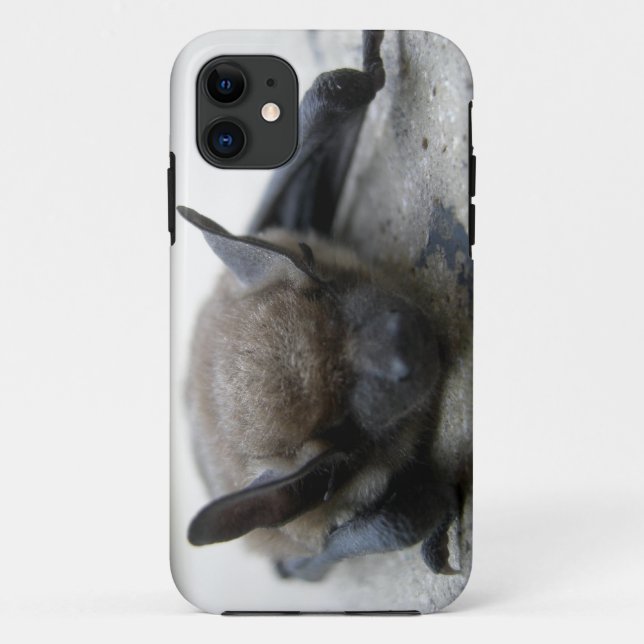 Little brown bat (Myotis lucifugus) Case-Mate iPhone Case (Back)