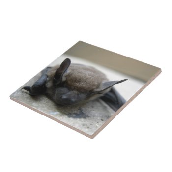 Little Brown Bat (myotis Lucifugus) Ceramic Tile by JeanC_PurpleDucky at Zazzle