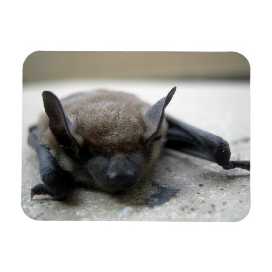 Little brown bat (Myotis lucifugus) Magnet