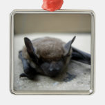 Little Brown Bat (myotis Lucifugus) Metal Ornament at Zazzle