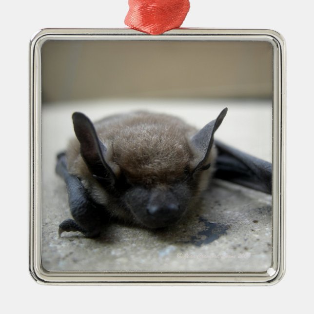 Little brown bat (Myotis lucifugus) Metal Ornament (Front)