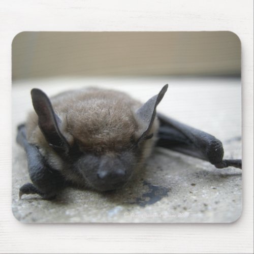 Little brown bat Myotis lucifugus Mouse Pad