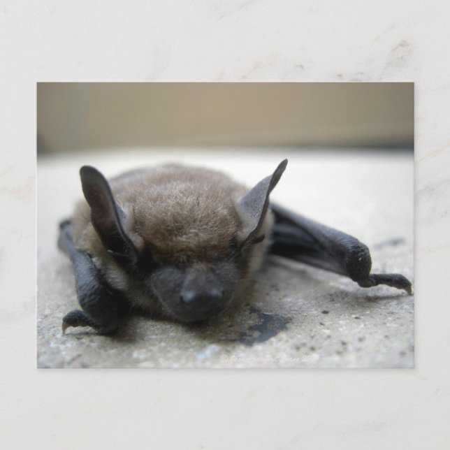 Little brown bat (Myotis lucifugus) Postcard (Front)