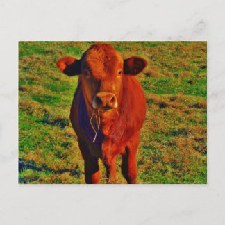 Little Brown Cow Bright Green Grass Postcard
