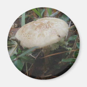 Little Brown Mushrooms OBX Magnet