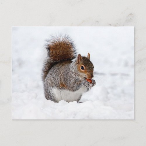 Little brown squirrel in snow postcard