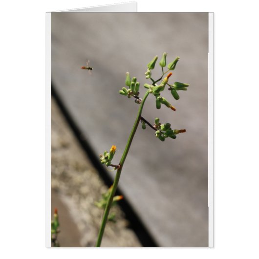 Little Bug, Little Flower Cards (Front)