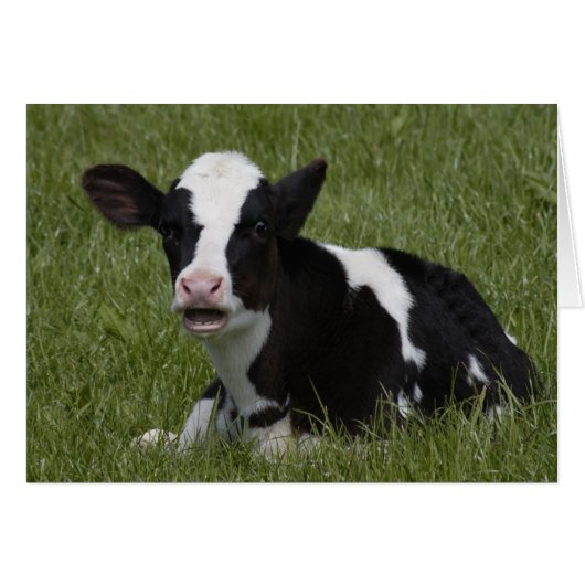 Little Calf Cards (Front Horizontal)