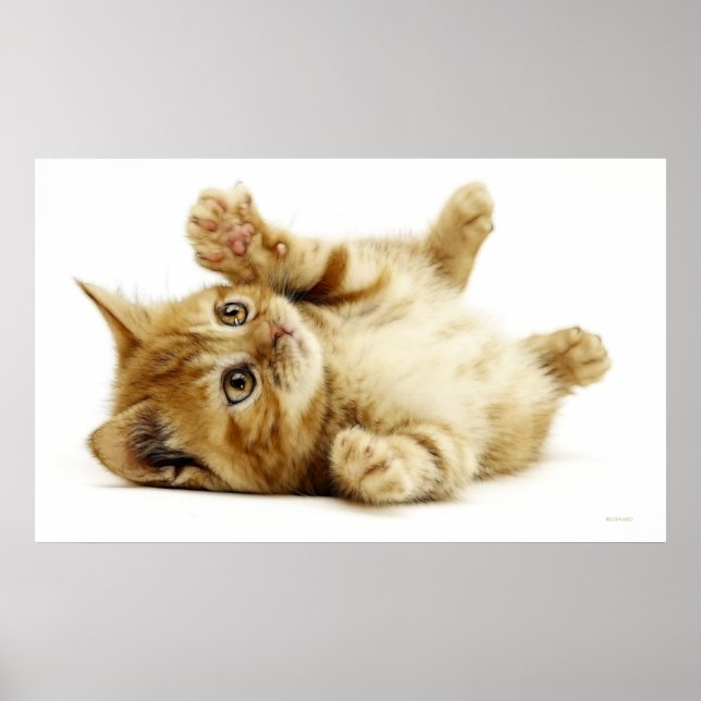 LITTLE CAT POSTER (Front)