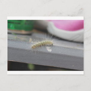 Little Caterpillar Postcard