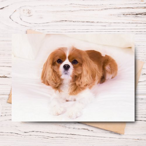 Little Cavalier King Charles Spaniel Greeting Card