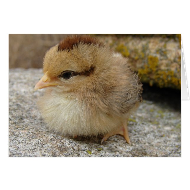Little Chick on Big Rock Cards (Front Horizontal)