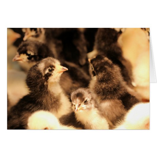 Little chicks cards (Front Horizontal)