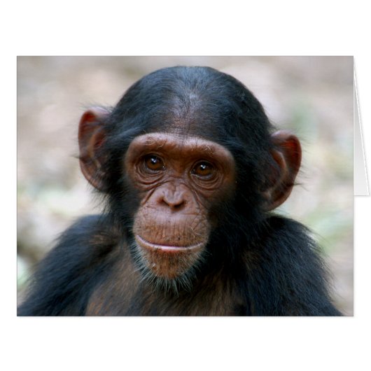 Little Chimp Cards (Front Horizontal)
