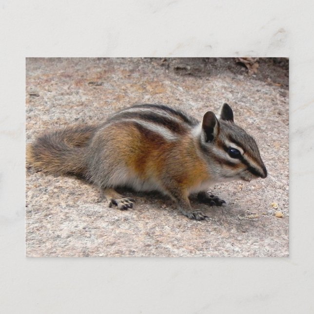 Little Chipmunk on Path Postcard (Front)